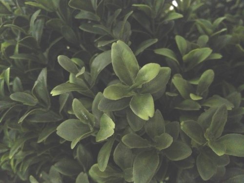 Silk Decor 1 4'TRI Ball Boxwood TOP.(P) GRTT Greenery, 48-in, Two Tone Green
