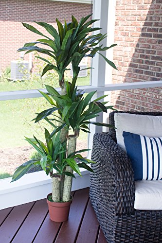 Nearly Natural 6584 Corn Stalk Dracaena Decorative Artificial Silk Plant, Green