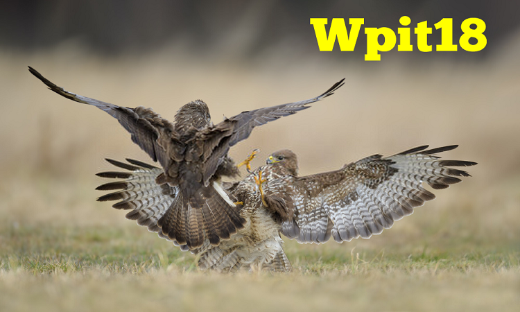 wpit18 com registration
