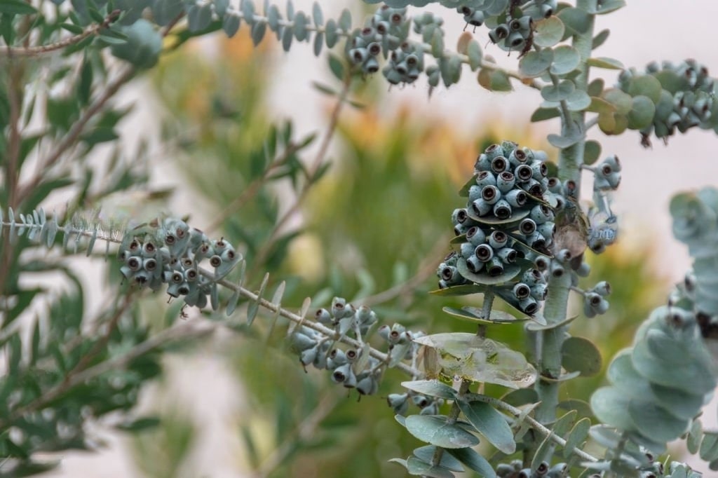 Boosting Tree Health