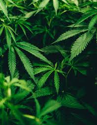 Regulate Cannabis